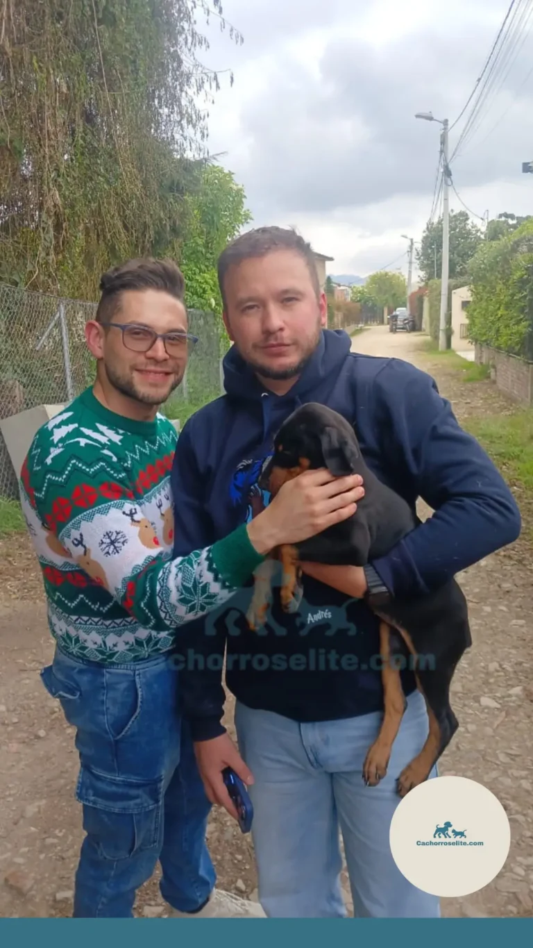 Hombre felices con su cachorro doberman negro – Cachorros Élite