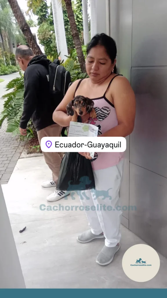 mujer feliz con cachorro teckel mini arlequin exotico en ecuador Clientes felices cachorroselite