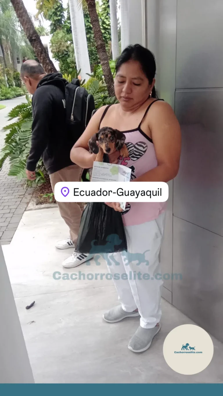 Mujer feliz con cachorro teckel mini arlequin exotico en ecuador – Cachorros Élite
