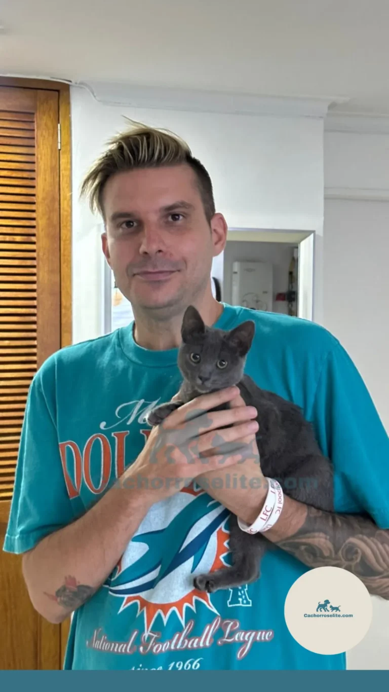 Hombre feliz con cachorro ruso azul gato – Cachorros Élite