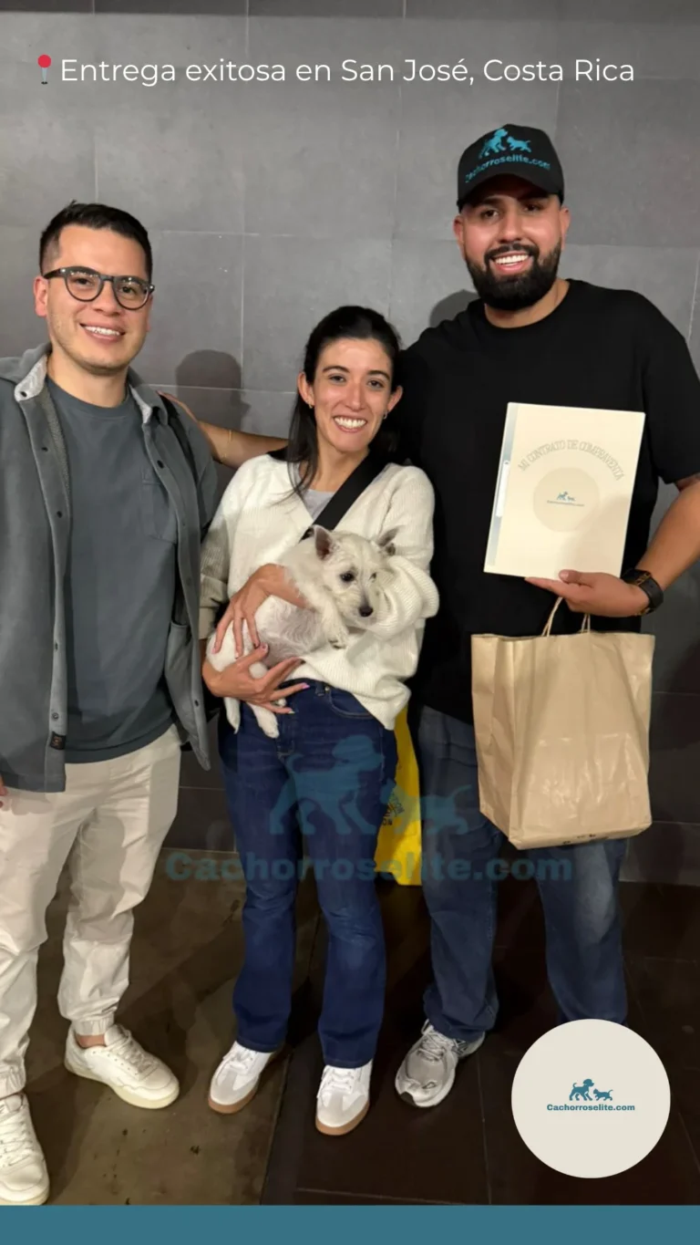 Persona feliz con cachorro westy West Highland white terrier – Cachorros Élite