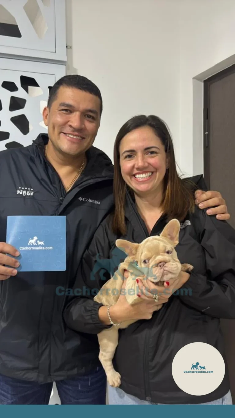Persona feliz con cachorro bulldog frances big rope merle – Cachorros Élite