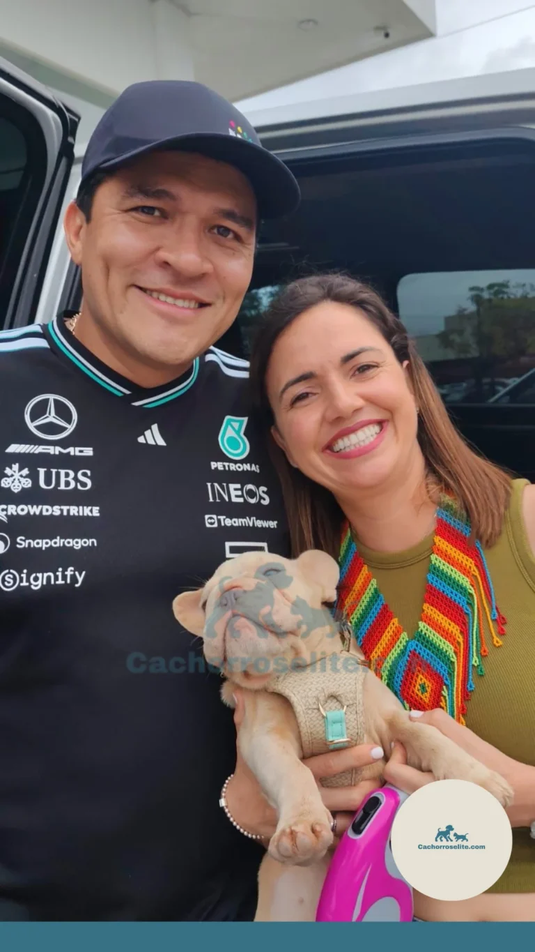Persona feliz con cachorro bulldog frances big rope merle – Cachorros Élite
