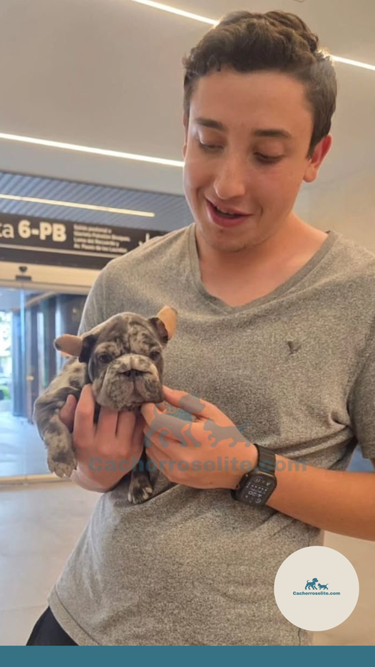 Persona feliz con cachorro bulldog frances fluffy en venta – Cachorros Élite