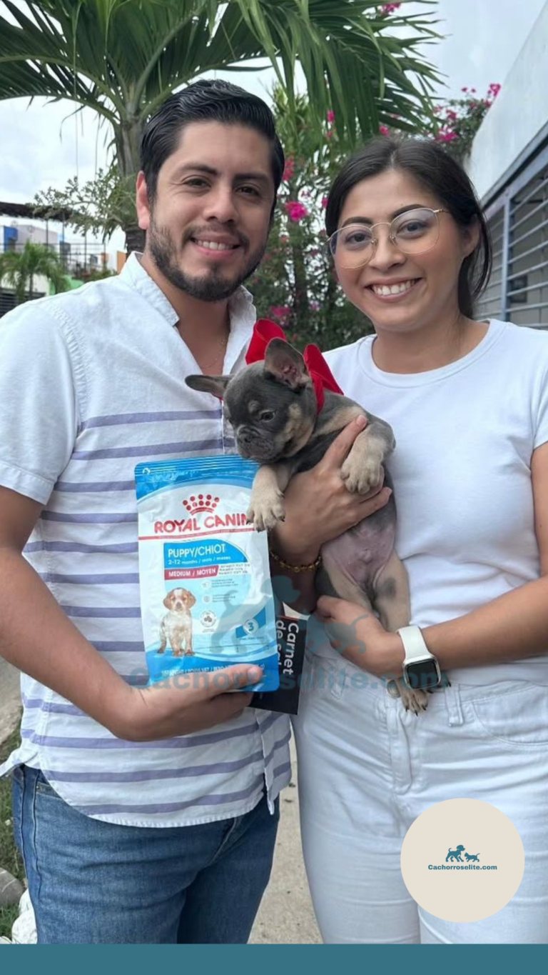 Persona feliz con cachorro bulldog frances fluffy en venta – Cachorros Élite