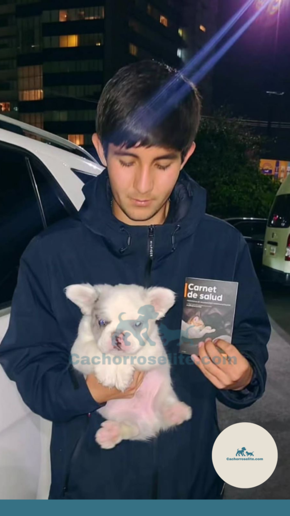 persona feliz con cachorro bulldog frances fluffy en venta Clientes felices cachorroselite