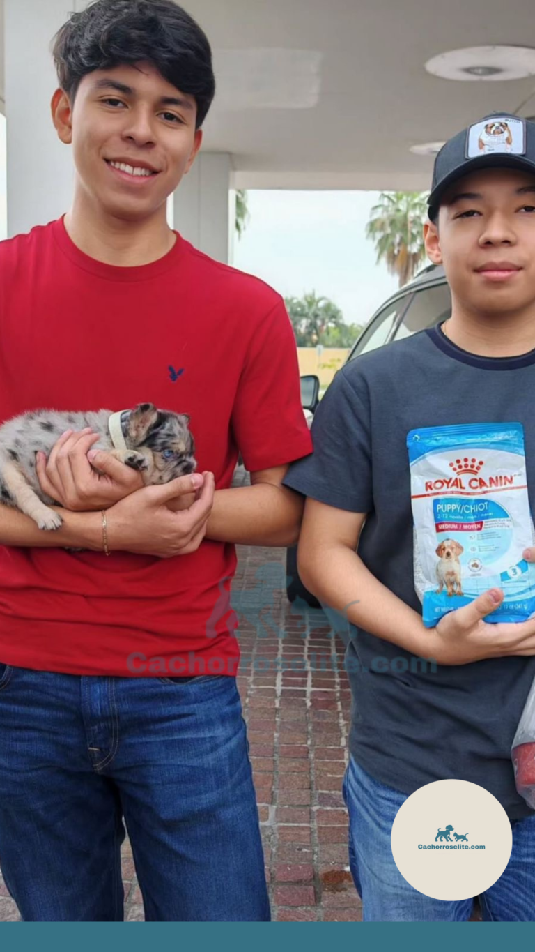 Persona feliz con cachorro bulldog frances fluffy en venta – Cachorros Élite