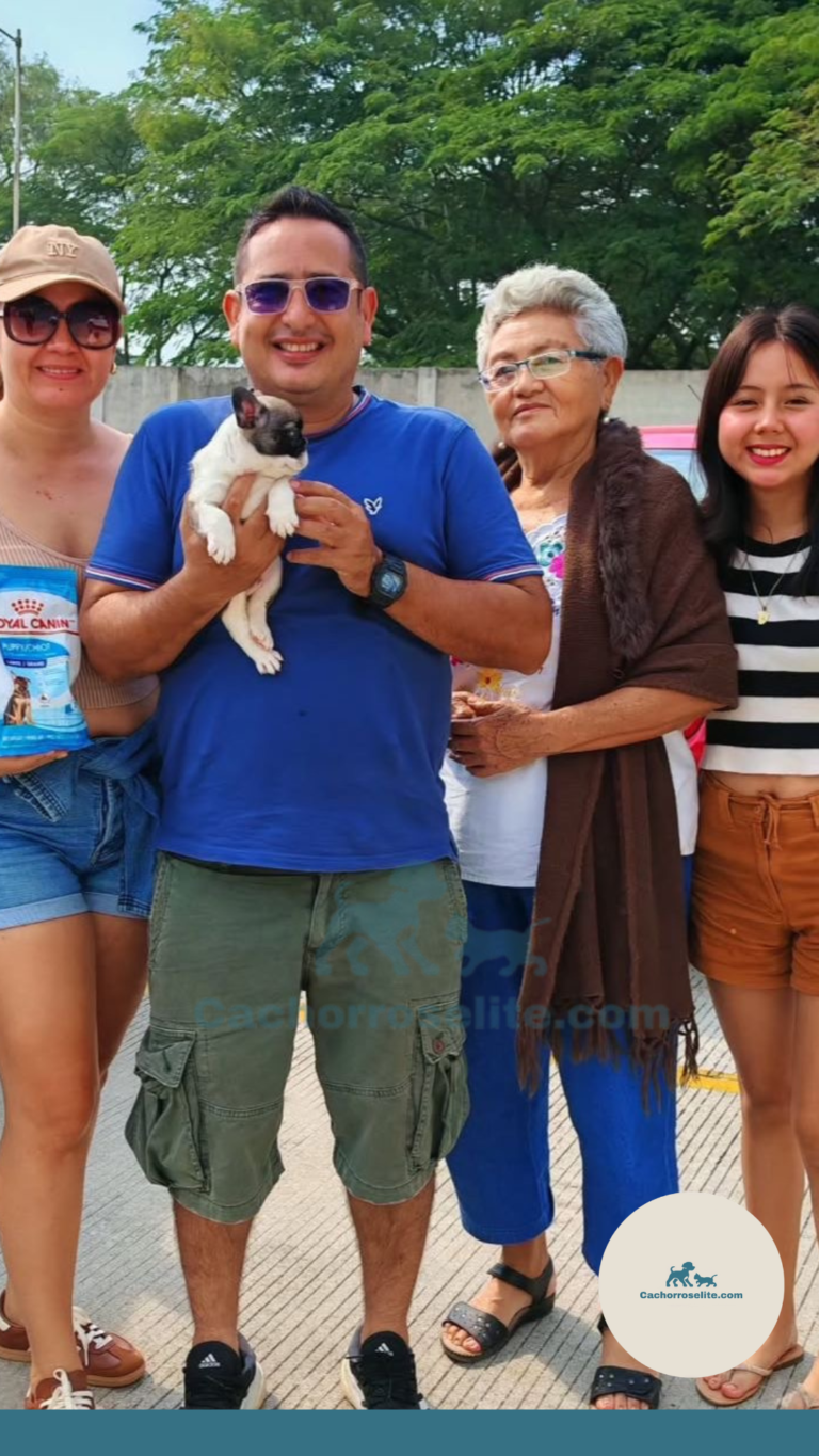 Persona feliz con cachorro bulldog frances fluffy en venta – Cachorros Élite