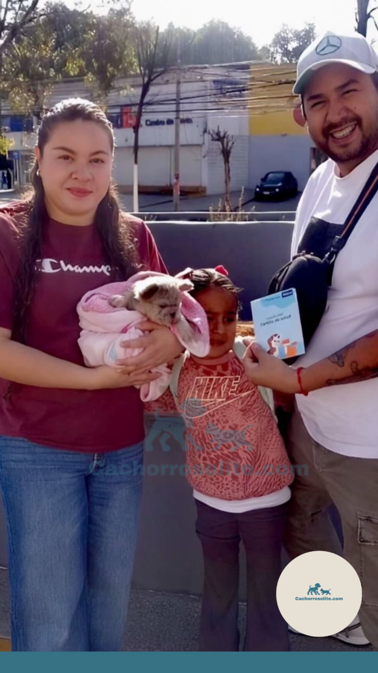 Persona feliz con cachorro bulldog frances fluffy en venta – Cachorros Élite