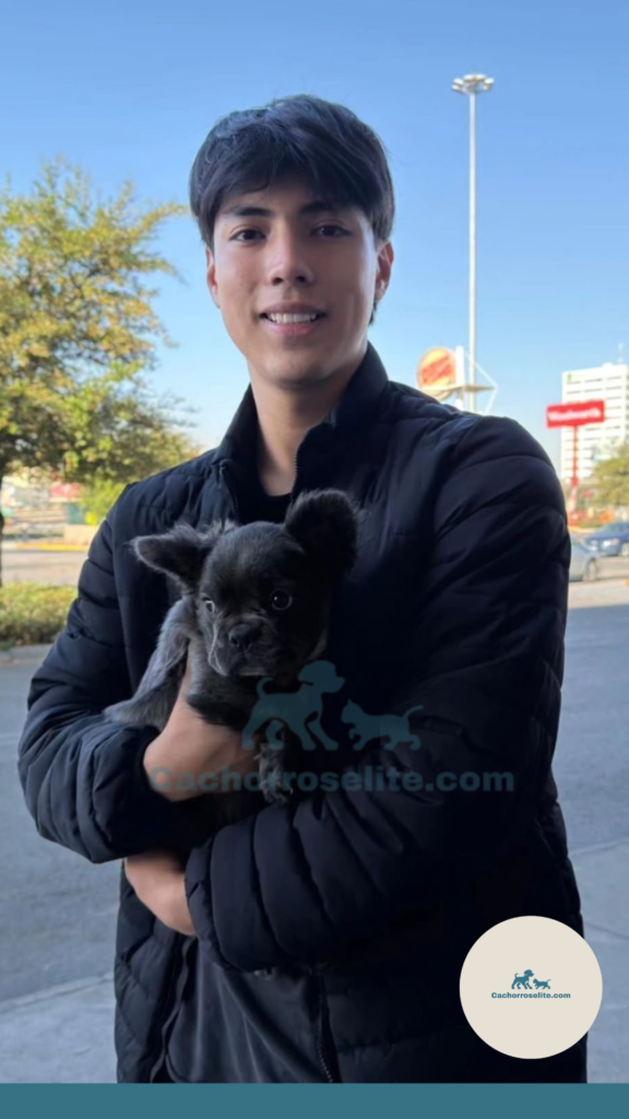 persona feliz con cachorro bulldog frances fluffy en venta Clientes felices cachorroselite