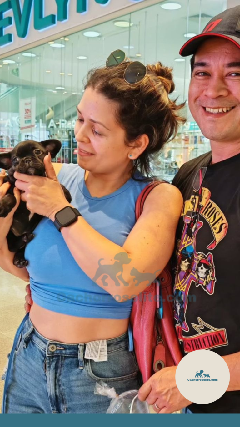 Persona feliz con cachorro bulldog frances fluffy en venta – Cachorros Élite