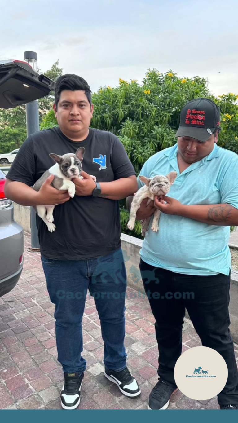 Persona feliz con cachorro bulldog frances fluffy en venta – Cachorros Élite