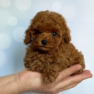 Cachorro Caniche