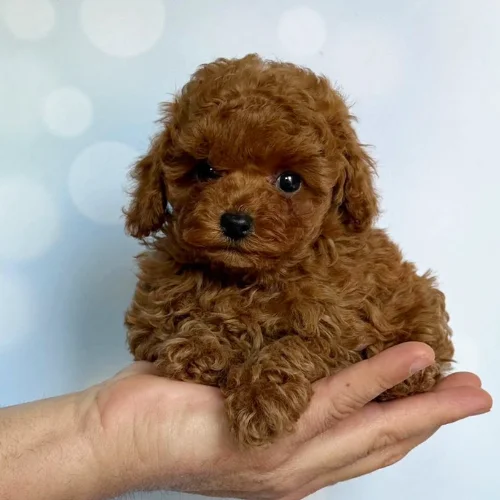 cachorro Caniche Toy Rojo apricot