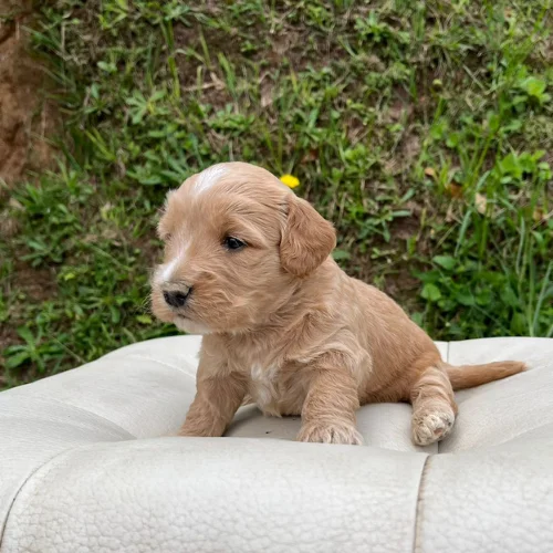 Cachorro Goldendoodle en venta criadero de perros
