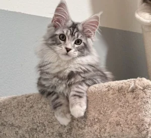 Cachorro Maine Coon de Cachorros Élite