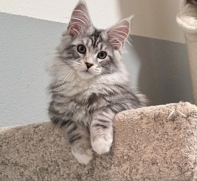Gato Maine Coon en Venta cachorroselite.com