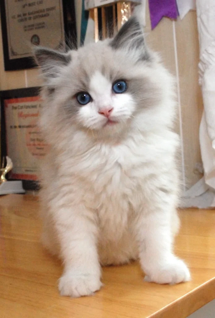 Gato Ragdoll en Venta cachorroselite.com