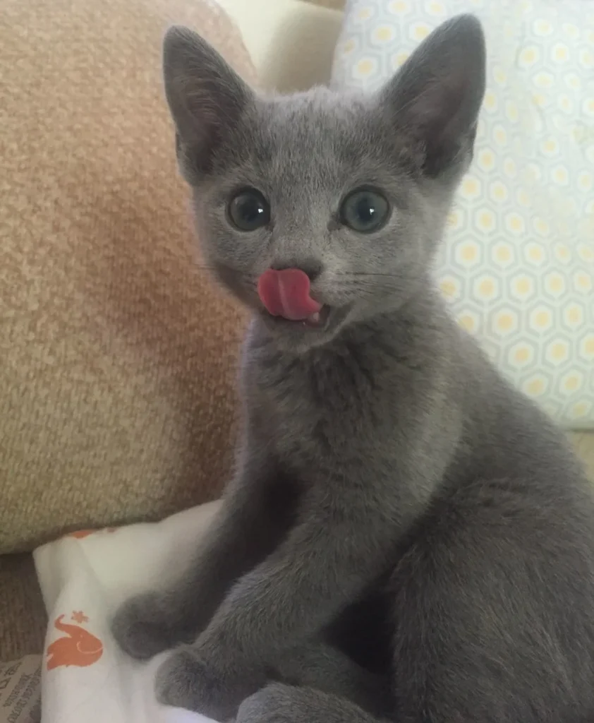 Gatito gato azul ruso en venta - Cachorros Élite Colombia