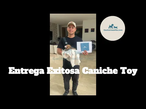 Cachorro Caniche Toy en brazos de su familia